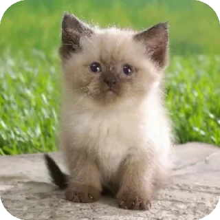 👍 emoji Тупые стикеры, как я) @nekketonetwo Telegram sticker 8 of 59