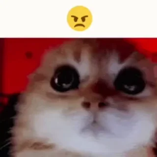 😠 emoji Больше стикеров тут: @allstickers_tg Telegram sticker 2 of 48
