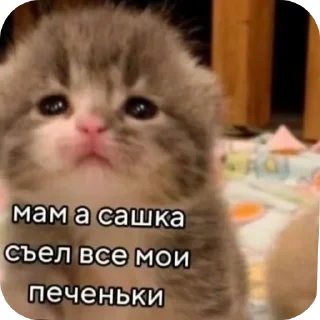 🐱 emoji Мои стикеры:3  by @idite_nahyi_blyadi Telegram sticker 13 of 16
