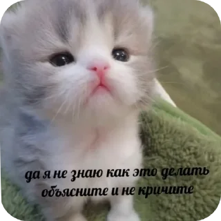 🐱 emoji Мои стикеры:3  by @idite_nahyi_blyadi Telegram sticker 12 of 16