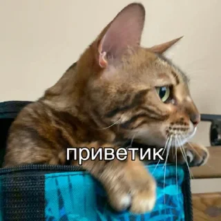 🐱 emoji эсми великая Telegram sticker 20 of 23