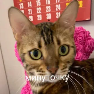 🐱 emoji эсми великая Telegram sticker 8 of 23