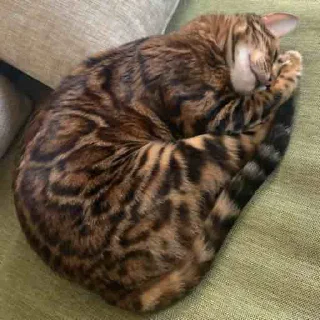 🐱 emoji эсми великая Telegram sticker 5 of 23