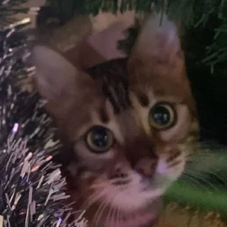 🐱 emoji эсми великая Telegram sticker 21 of 23