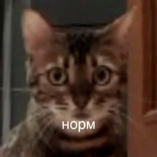 🐱 emoji эсми великая Telegram sticker 17 of 23
