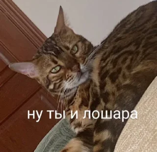 🐱 emoji эсми великая Telegram sticker 22 of 23