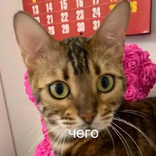 🐱 emoji эсми великая Telegram sticker 10 of 23