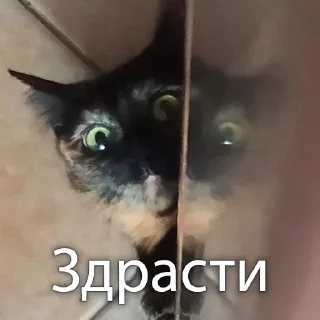 Sticker from Кошки