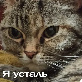 Sticker from Кошки