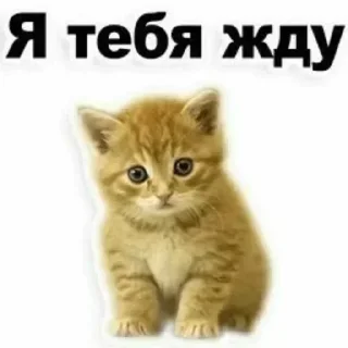 🙊 emoji Больше стикеров 👉🏻 @stickertg4 Telegram sticker 15 of 76