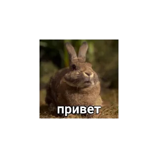 😄 emoji обед🏴‍☠️ Telegram sticker 5 of 30