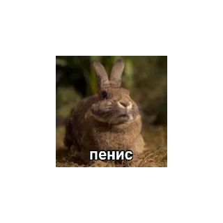 😄 emoji обед🏴‍☠️ Telegram sticker 14 of 30