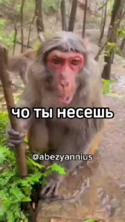 😍 emoji Мемесы мой тег @toufit Telegram sticker 17 of 18