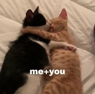 Sticker from котики и немного мусора