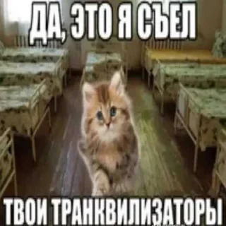 Sticker from пиздарики ➡️ @Ctikerubot