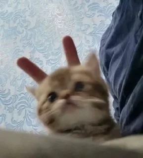🐰 emoji кому не нравится тот лох.  @amare_shit Telegram sticker 5 of 14