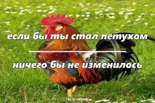 🐓 emoji Всратость №74 Telegram sticker 7 of 87