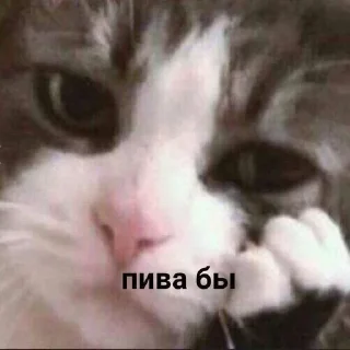 🤕 emoji Meow~(by @clown_fuck) Telegram sticker 6 of 47