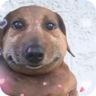 🐶 emoji Сигмо Telegram sticker 14 of 60