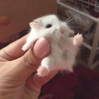 🐁 emoji Хрюши🐷 Telegram sticker 7 of 14