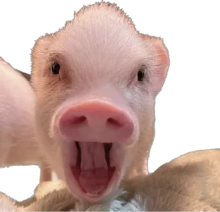🤯 emoji 🐷 Telegram sticker 17 of 35