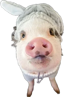 🤨 emoji 🐷 Telegram sticker 22 of 35