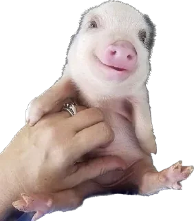 😌 emoji 🐷 Telegram sticker 5 of 35