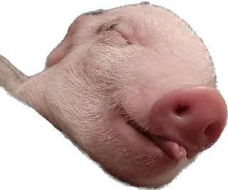 😛 emoji 🐷 Telegram sticker 3 of 35