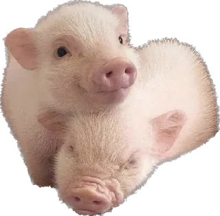 🥴 emoji 🐷 Telegram sticker 24 of 35