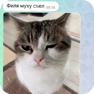 🐱 emoji Урааа!! Telegram sticker 15 of 57