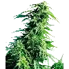 🌿 emoji Drugs Telegram sticker 22 of 69