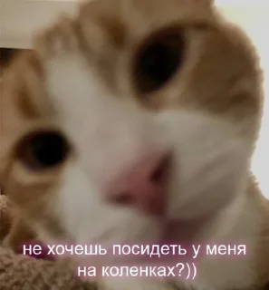 Sticker from Пикчи для общения @picstotalk
