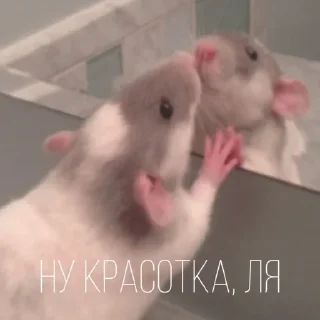 😘 emoji Больше стиков тут: @stikery4 Telegram sticker 10 of 43