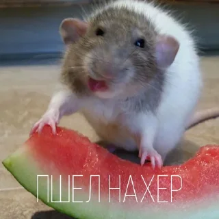 🤬 emoji Больше стиков тут: @stikery4 Telegram sticker 24 of 43