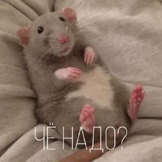 🤨 emoji Больше стиков тут: @stikery4 Telegram sticker 11 of 43