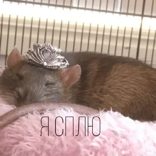 😴 emoji Больше стиков тут: @stikery4 Telegram sticker 12 of 43