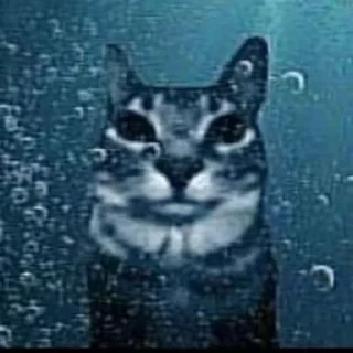 💦 emoji мать тиграм в цирке скормил вашу Telegram sticker 10 of 12