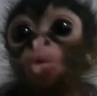 😲 emoji Бибизян Telegram sticker 15 of 16