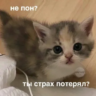 🧐 emoji Мм хуета Telegram sticker 21 of 100