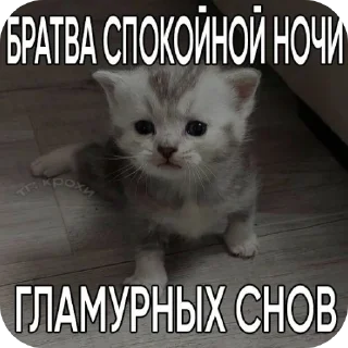 🐱 emoji Viktoriawer_yo🫦 Telegram sticker 15 of 53