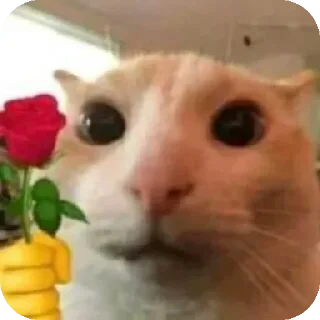 🐱 emoji Qsr favorite — @Rvnqsr Telegram sticker 21 of 101