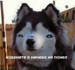 😕 emoji Шуня Telegram sticker 16 of 41