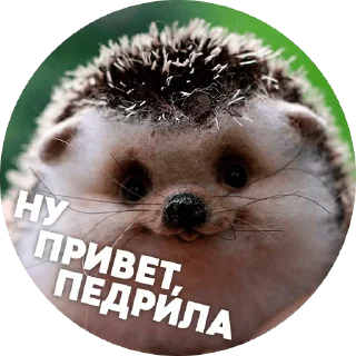 Sticker from CoC продажа