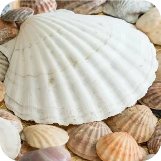 🐚 emoji СТИКЕРЫ ТУТ -> @stikery_stickers Telegram sticker 3 of 49