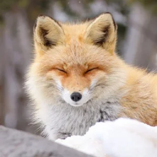 🦊 emoji from @Kycb42148 Telegram sticker 15 of 26