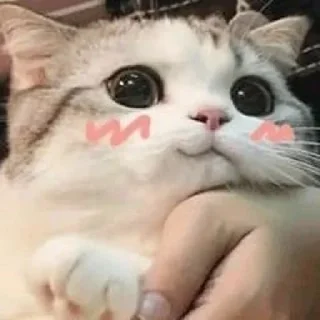 🥰 emoji from @Kycb42148 Telegram sticker 10 of 26