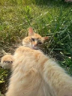 🫥 emoji илья Telegram sticker 14 of 25