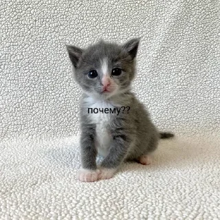 🥺 emoji илья Telegram sticker 16 of 25