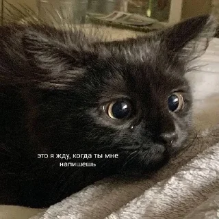 😢 emoji илья Telegram sticker 15 of 25