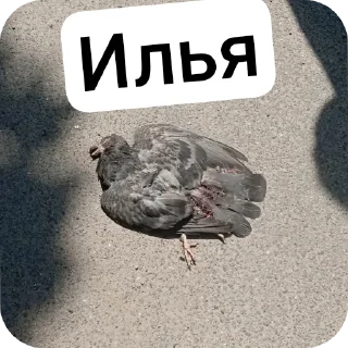 🏖 emoji Илья Telegram sticker 6 of 7